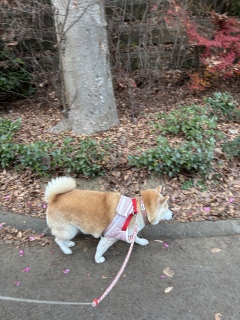 �k���ҁ[�Ձ[