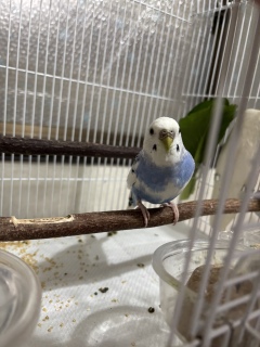 �����C�����Ƃ��Ă��܂����B