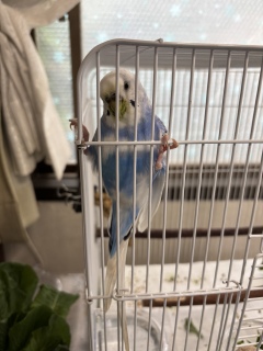 �₵�������̂����H